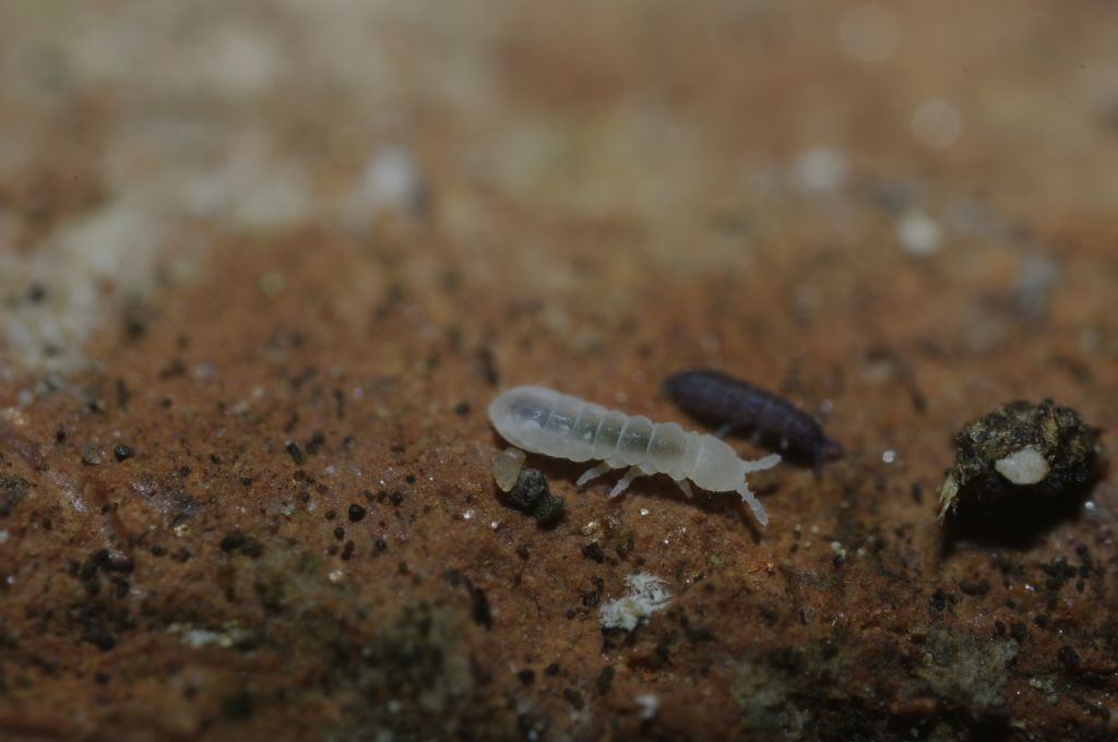 Collemboli bianchi, credo della famiglia Onychiuridae